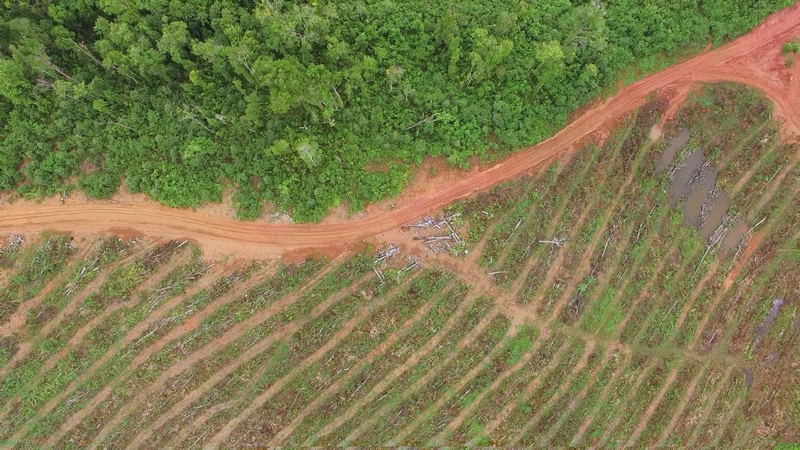 Drone image of a rubber plantation in Central New Hanover Special Agriculture Business Lease, New Ireland Province. Source: Global Witness